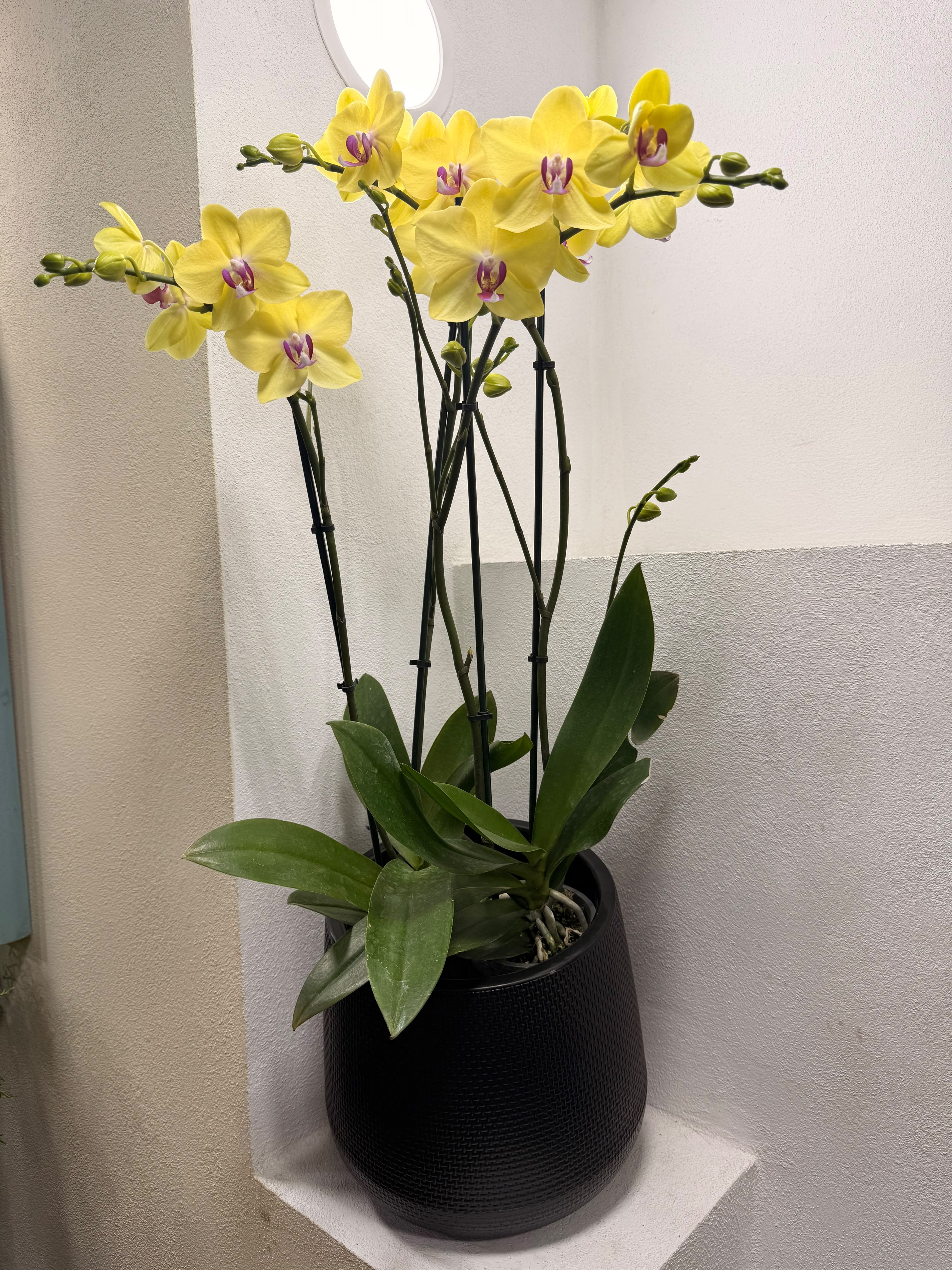 Arreglo floral Innovaflor 22